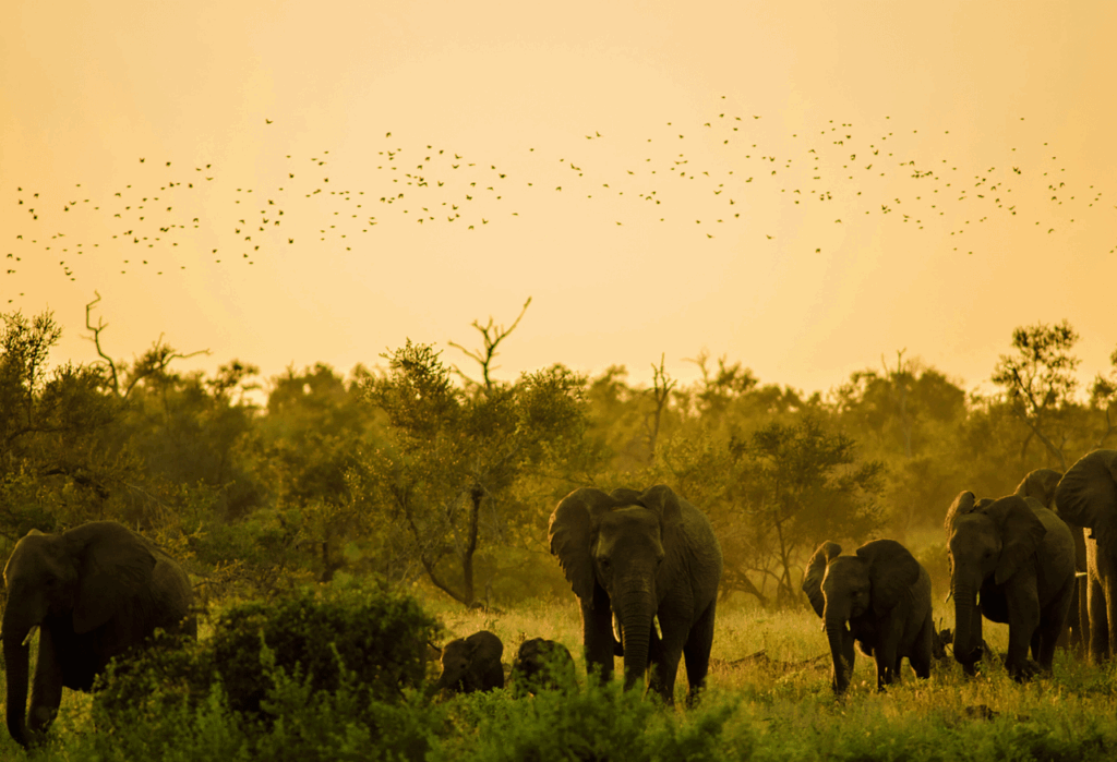Masa Depan Konservasi