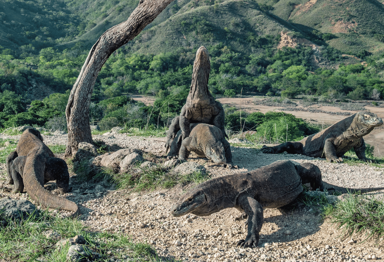 PULAU KOMODO