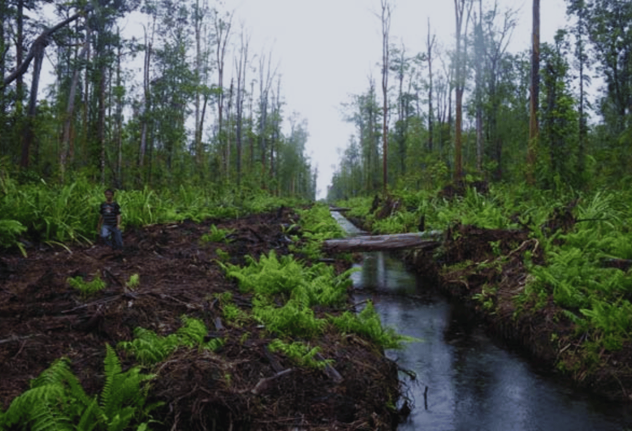 Pelestarian Ekosistem Lahan Basah dan Gambut