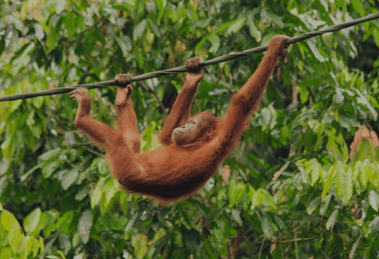 Perlindungan Satwa Liar dan Keanekaragaman Hayati