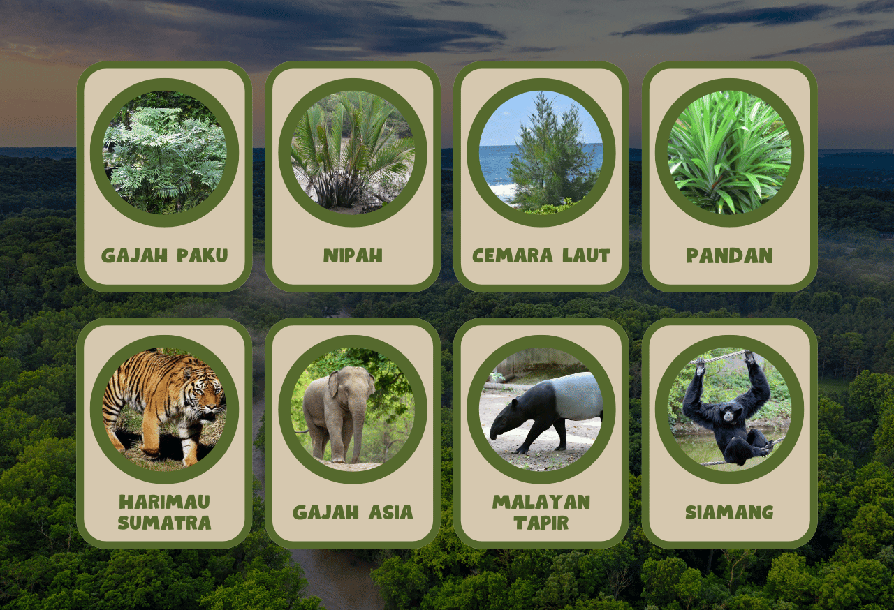 Konservasi Taman Nasional Berbak Sembilang