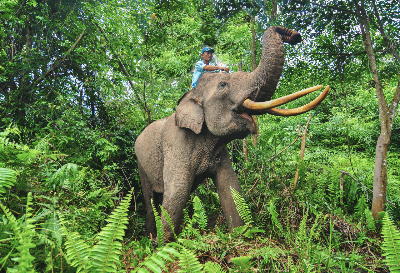 TAMAN NASIONAL TESSO NILO