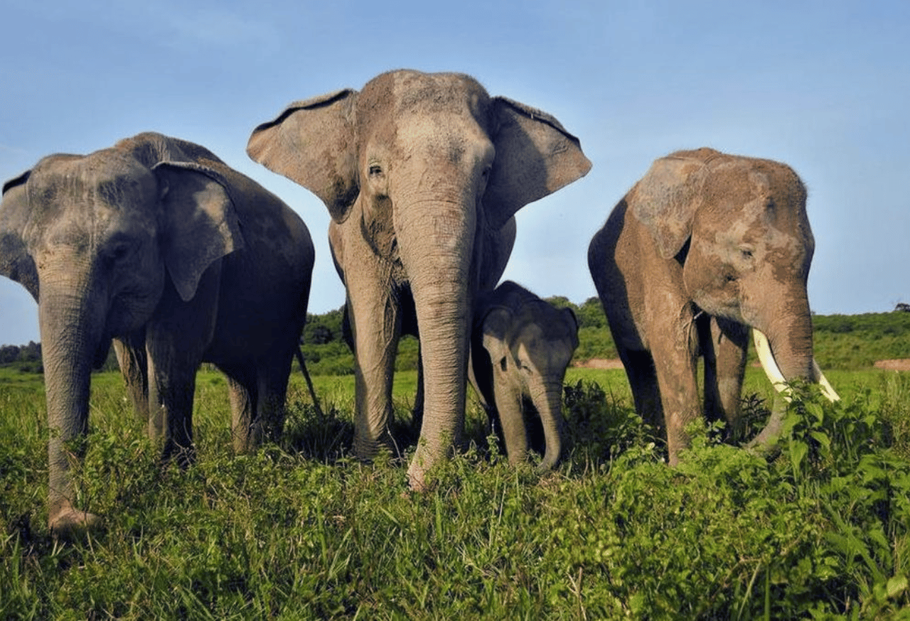 TAMAN NASIONAL WAY KAMBAS