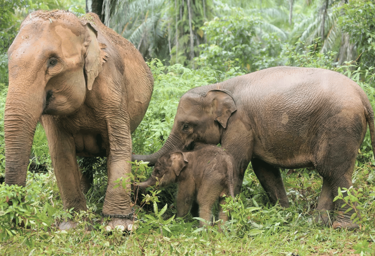 Tantangan dan Upaya Pelestarian